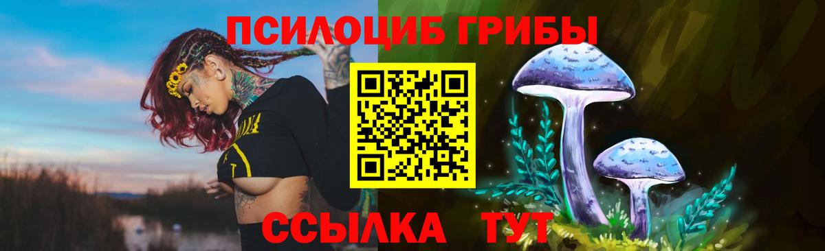 Псилоцибиновые грибы Psilocybe Саянск